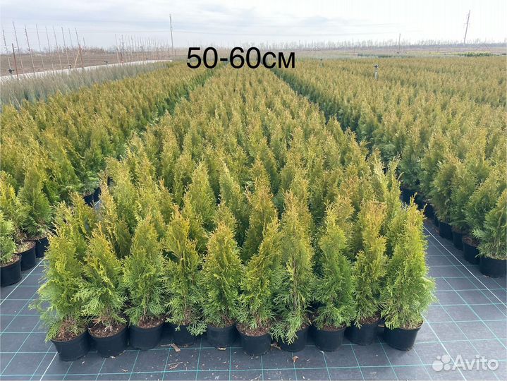 Туя Смарагд 50-60 см