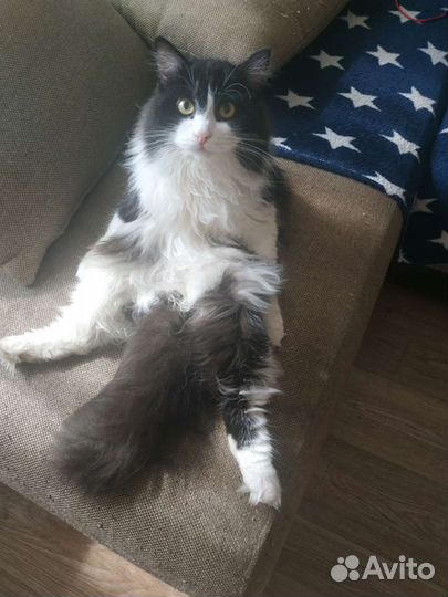Котик в добрые руки