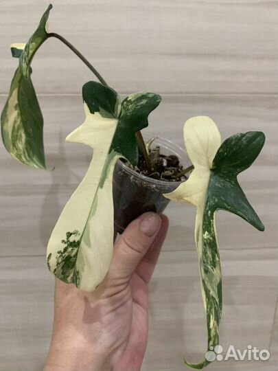 Филодендрон Маска (magic mask)