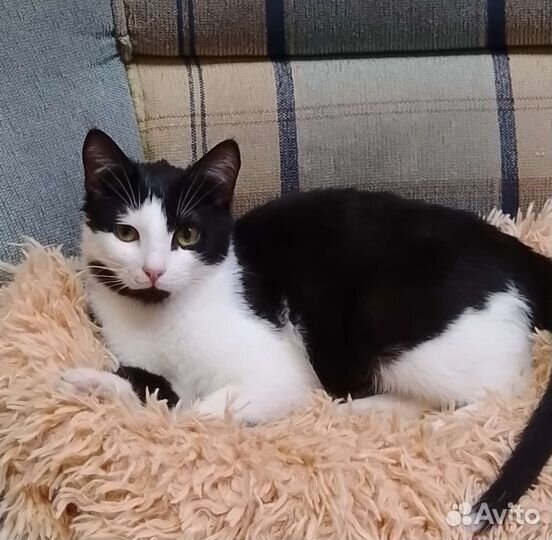 Я изгой в кошачьем прайде