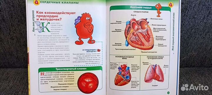 Тело человека. 