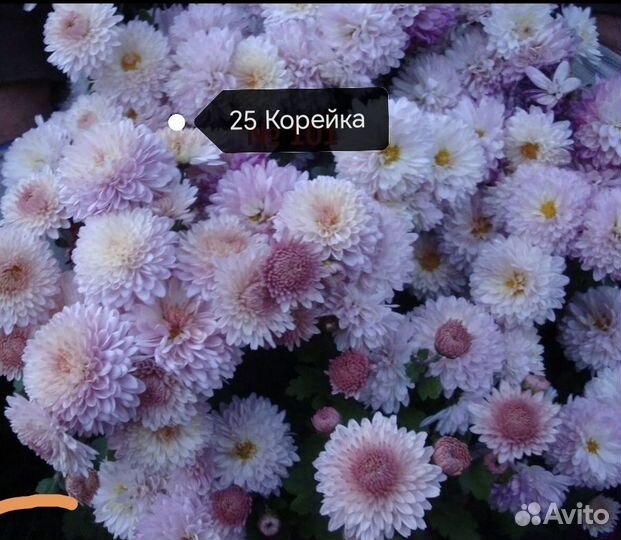 Хризантема мультифлора