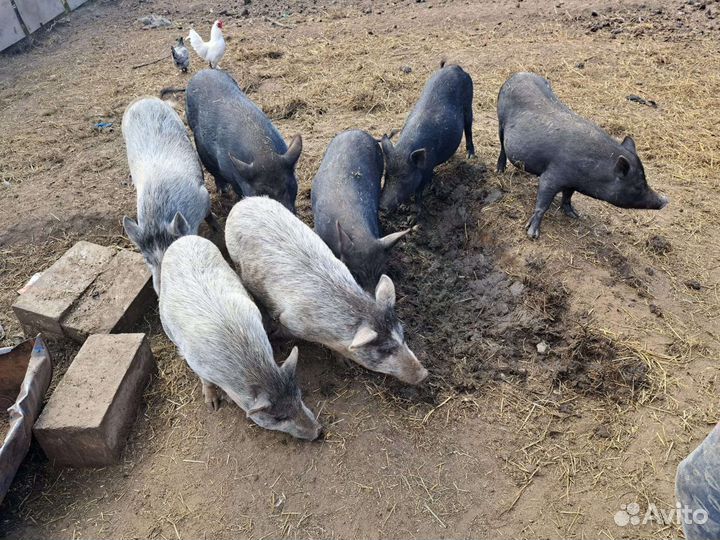 Вьетнамские поросята