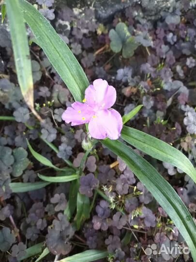 Редкие садовые растения