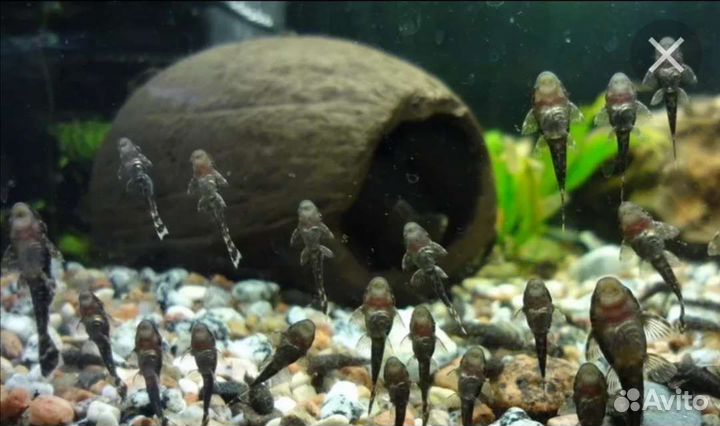 Анциструсы сомики