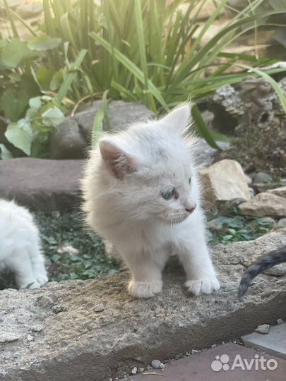 Котята мейн-кун