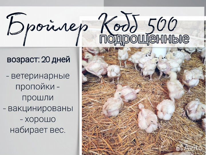 Цыплята бройлеры кобб 500