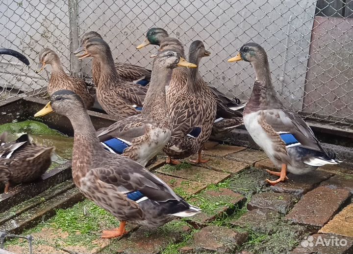 Подсадные утки