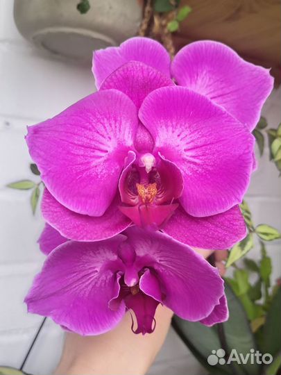 Орхидея фаленопсис violet angel