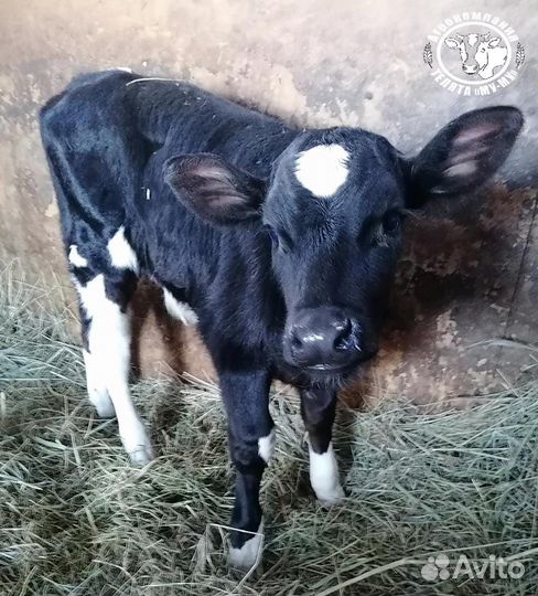 Телята бычки