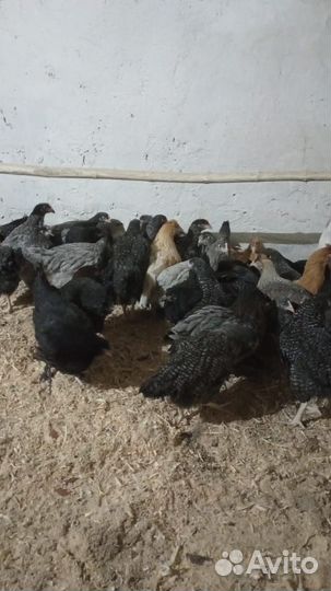 Куры молодки несушки