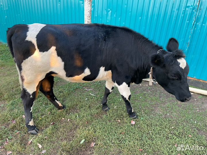 Телка 1.5 года