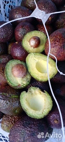 Авокадо Хасс свежее