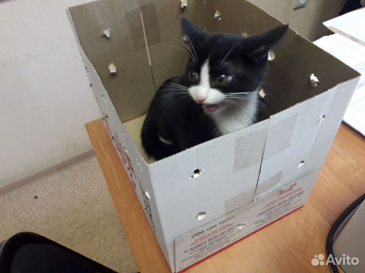 Пристраивается котёнок