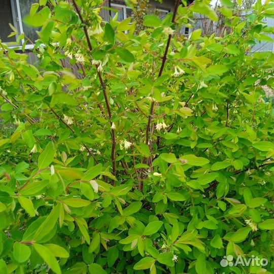 Куст жимолости