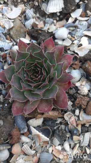 Молодило оптом