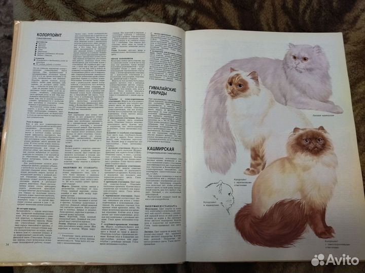 Книга ваша кошка