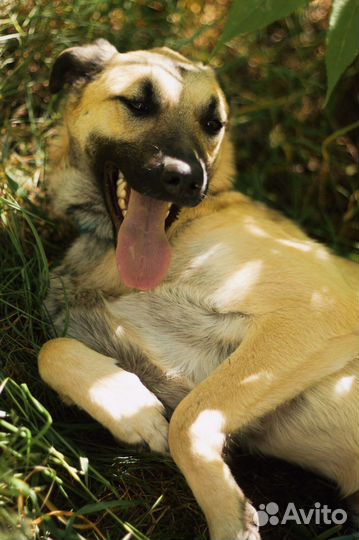Молодая собака Карамелька ждет в приюте