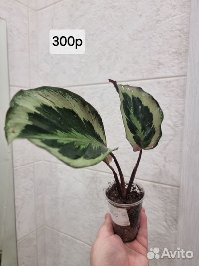 Калатея без названия