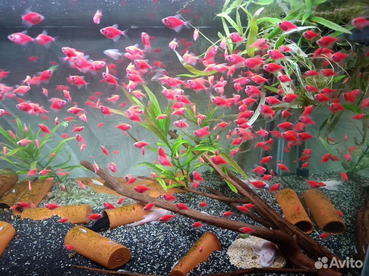 Креветки, тернеция гло, Анциструсы