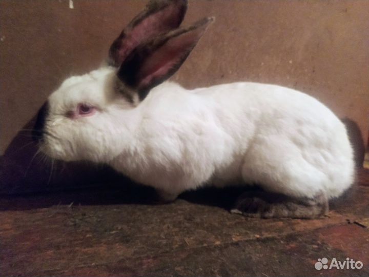 Кролики на племя или мясо
