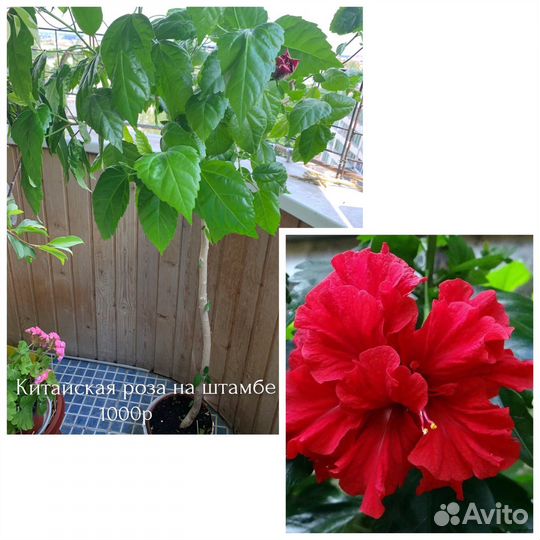 Цветы комнатные