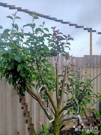 Окулировка,прививка