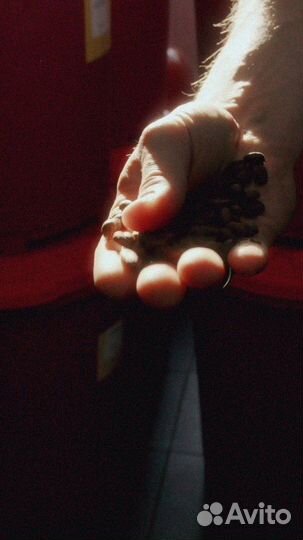 Кофе зерновой оптом Эфиопия Сидамо