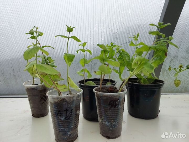 Пряные травы для подоконника, мята, шалфей, тимьян