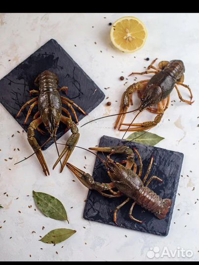 Раки вареные и живые варим бесплатно