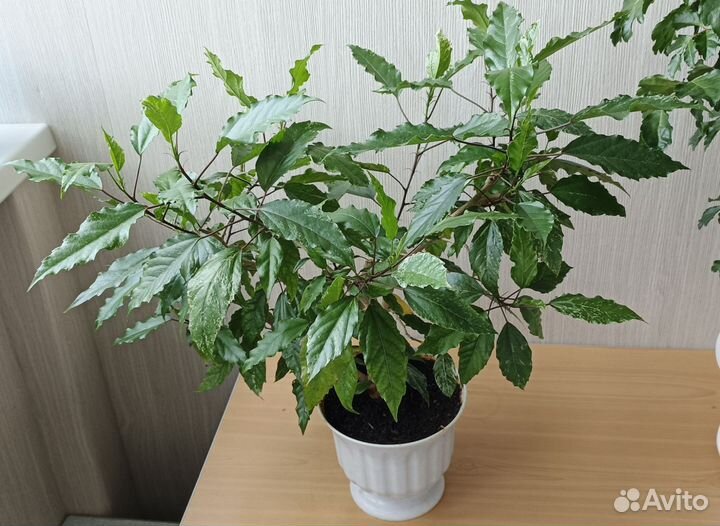 Гибискус пестролистный