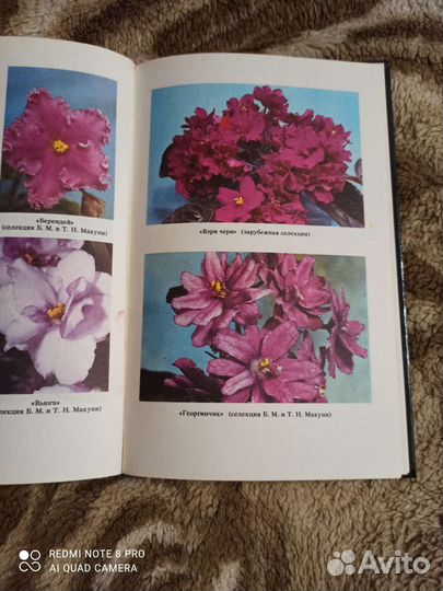 Книга Сенполии