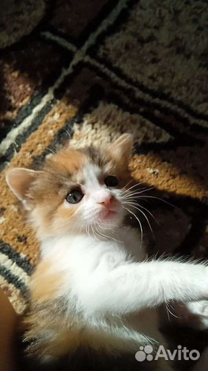 Котята в добрые руки)