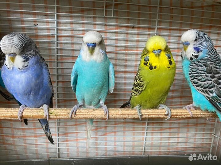 Волнистые попугаи полуЧехи