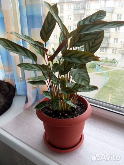 Ктенанта