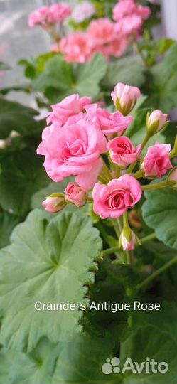 Пеларгония герань сортовая