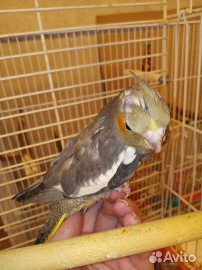 Попугай корелла птенец