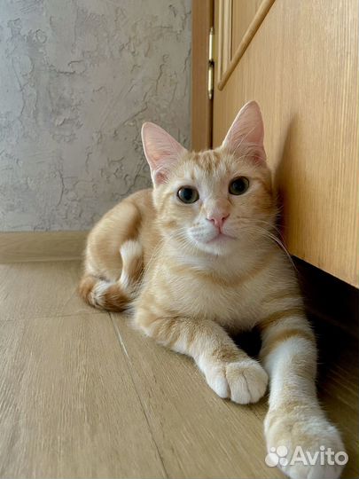 Отдам котенка
