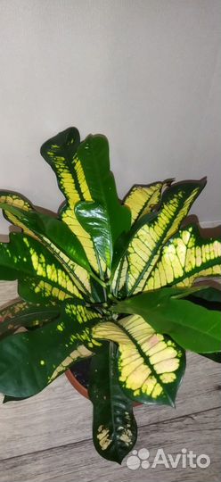 Кротон Вилма