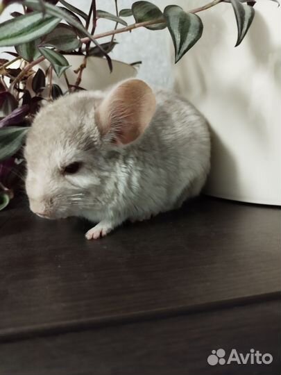 Шиншилла