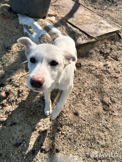 Щенок в добрые руки бесплатно