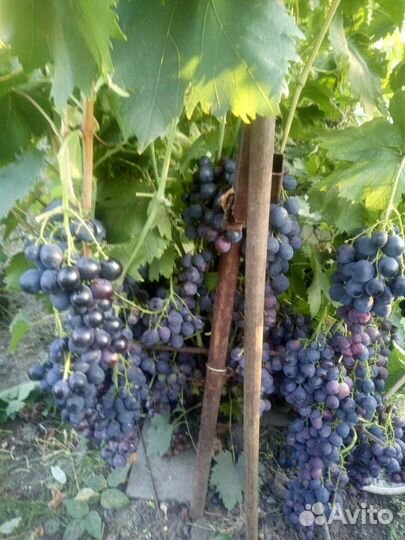 Виноград - саженцы, черенки. Элитные сорта