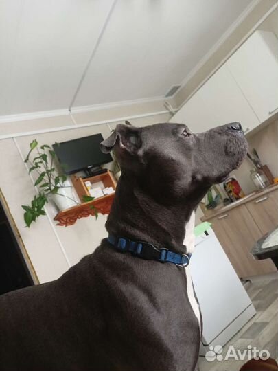 Собака питбуль