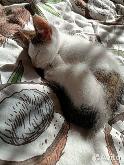 Котик ищет дом