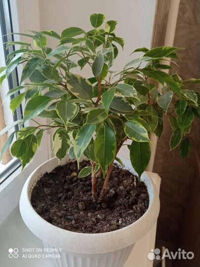 Фикус бенджамина