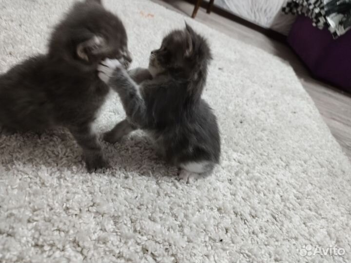 Кошки мейн-кун