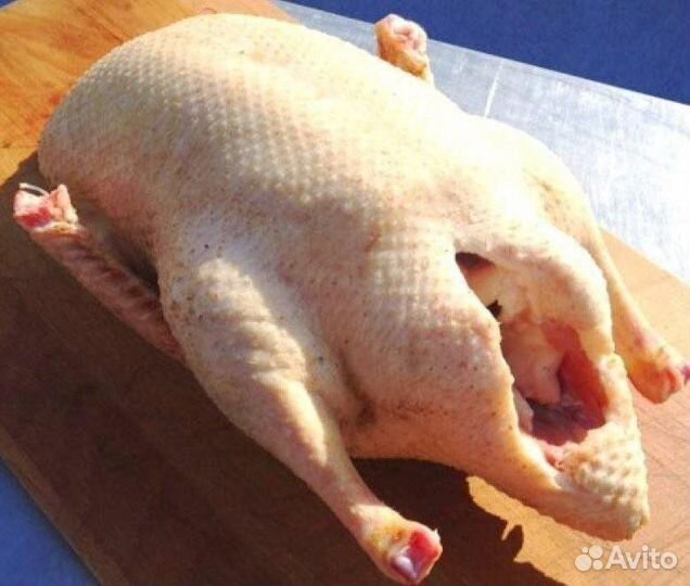 Утка домашняя мясо