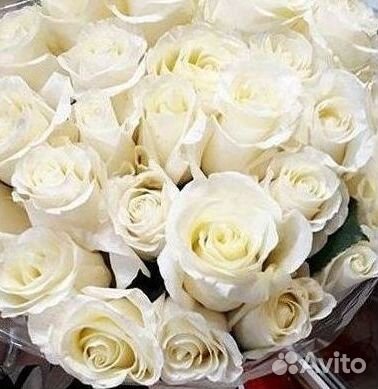 51 Роза, Букеты Цветы Розы 25 101 501 1001