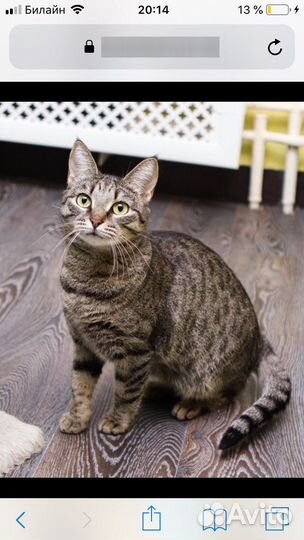 Спасите Тиффани