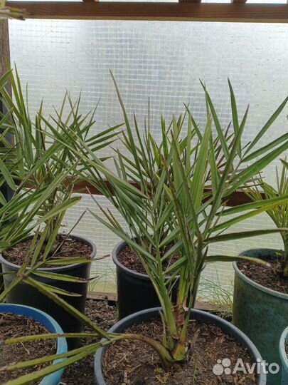 Финик Арабский